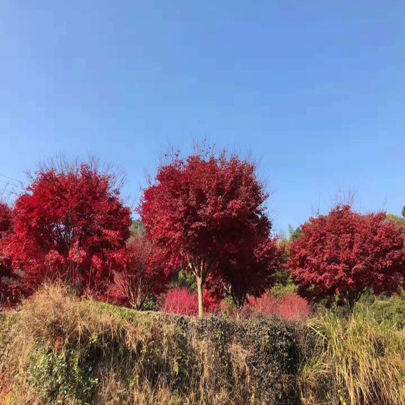 红枫日本红枫红舞姬四季中国红枫地栽盆栽盆景庭院绿化红