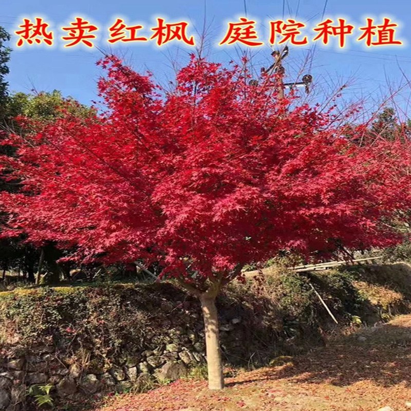 红枫日本红枫红舞姬四季中国红枫地栽盆栽盆景庭院绿化红