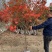 红枫日本红枫红舞姬四季中国红枫地栽盆栽盆景庭院绿化红