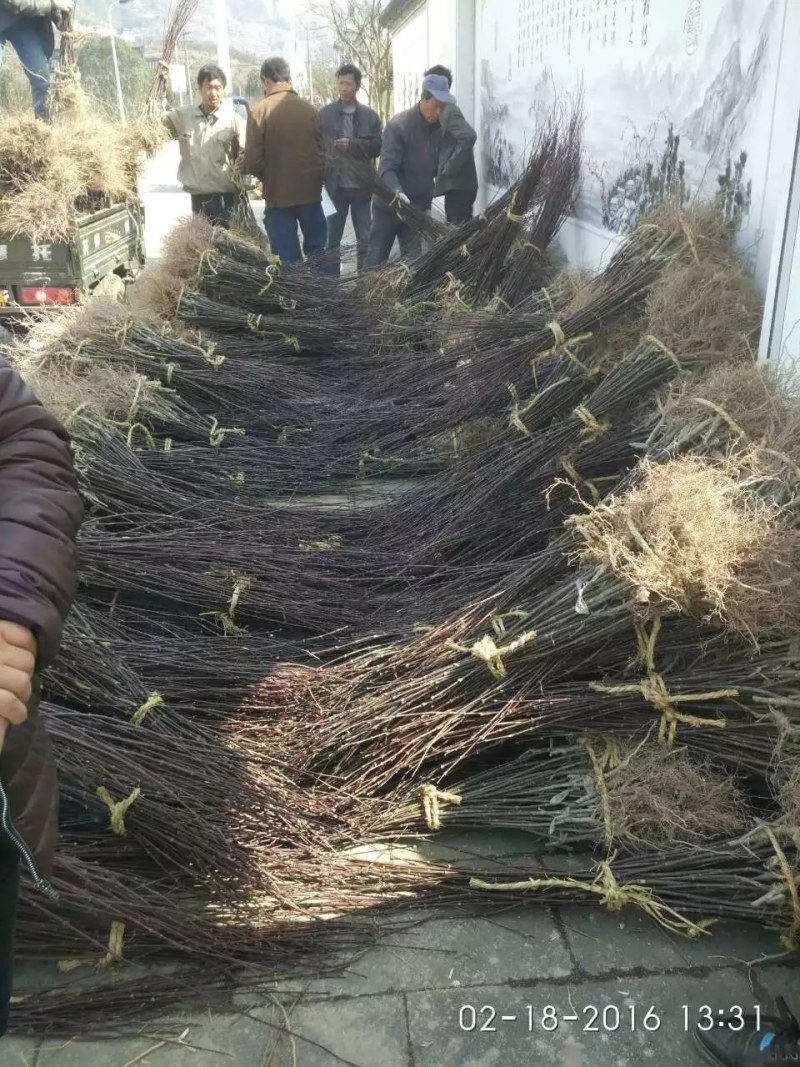 红枫日本红枫红舞姬四季中国红枫地栽盆栽盆景庭院绿化红