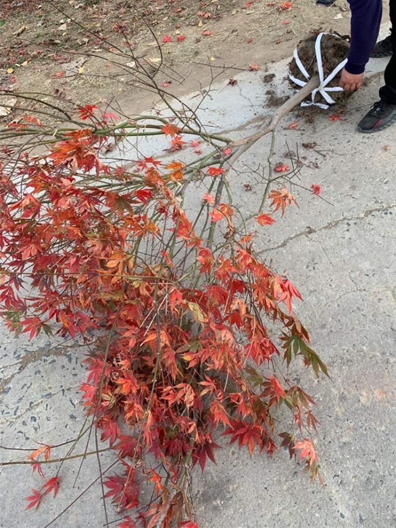 红枫日本红枫红舞姬四季中国红枫地栽盆栽盆景庭院绿化红