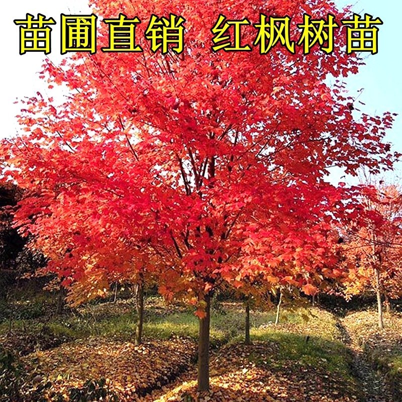 红枫日本红枫红舞姬四季中国红枫地栽盆栽盆景庭院绿化红