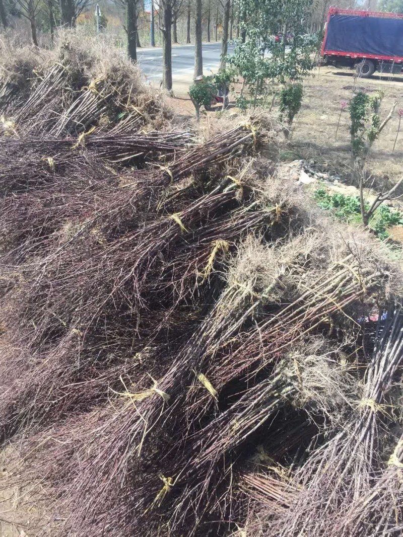 红枫日本红枫红舞姬四季中国红枫地栽盆栽盆景庭院绿化红