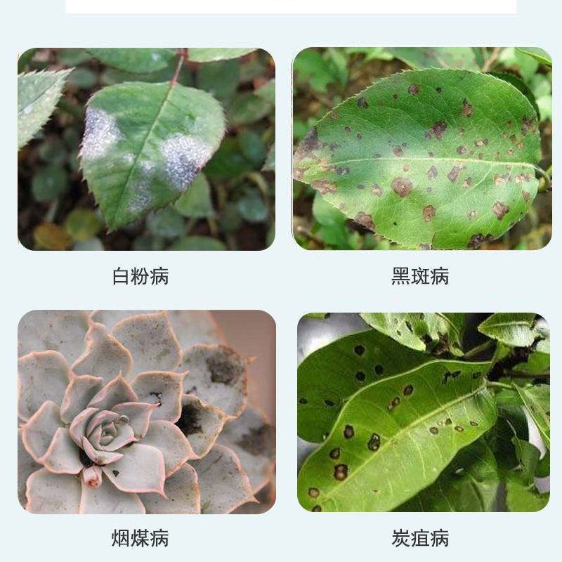 星牌弯月戊唑多菌灵腐烂病黑星病白粉病白腐病炭疽病叶斑病