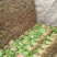 小叶高杆菠菜25～40
