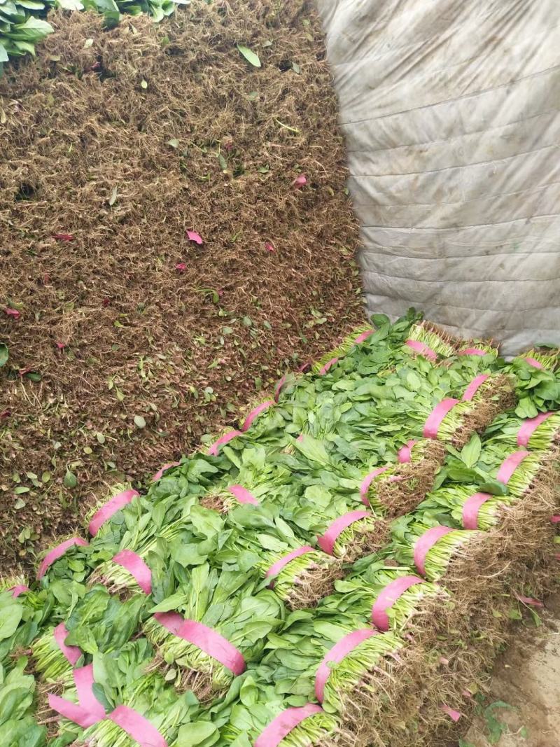 小叶高杆菠菜25～40