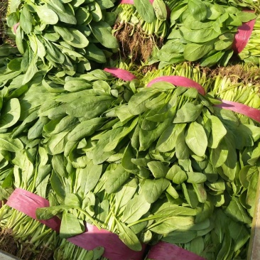 小叶高杆菠菜25～40
