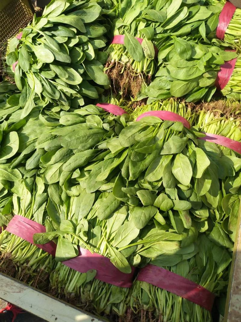 小叶高杆菠菜25～40