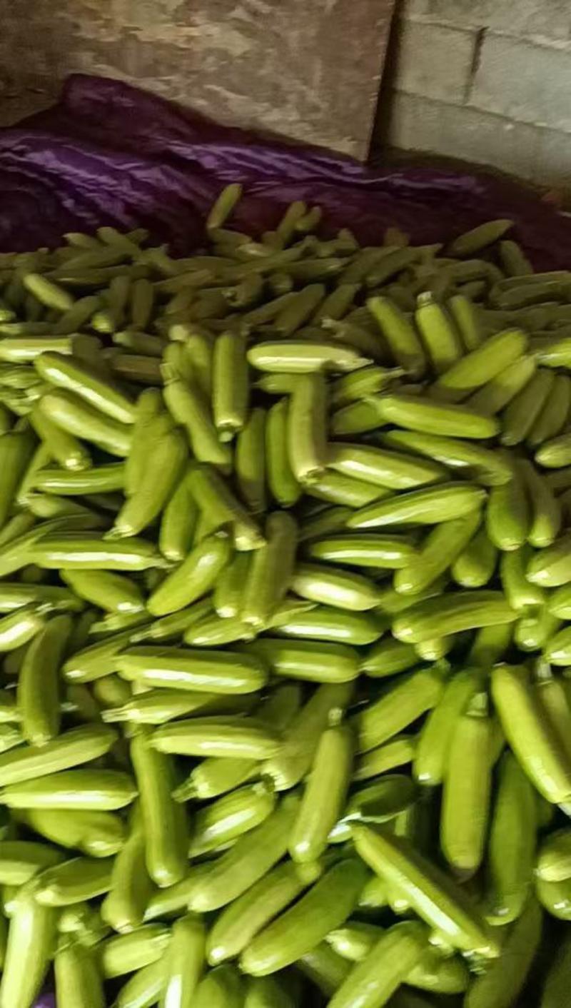 山东优质绿皮西葫芦产地大量供应，全国发货