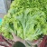 精品散叶花叶生菜产地河北大叶生菜花叶质量保证可商超对接