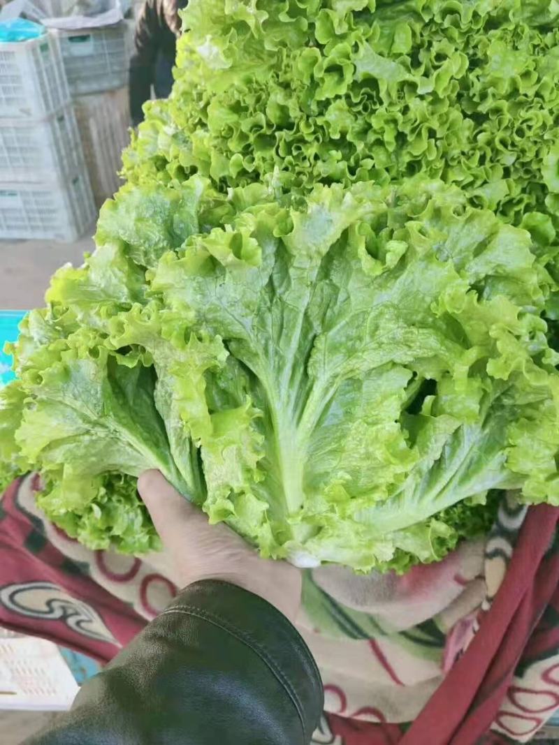 精品散叶花叶生菜产地河北大叶生菜花叶质量保证可商超对接