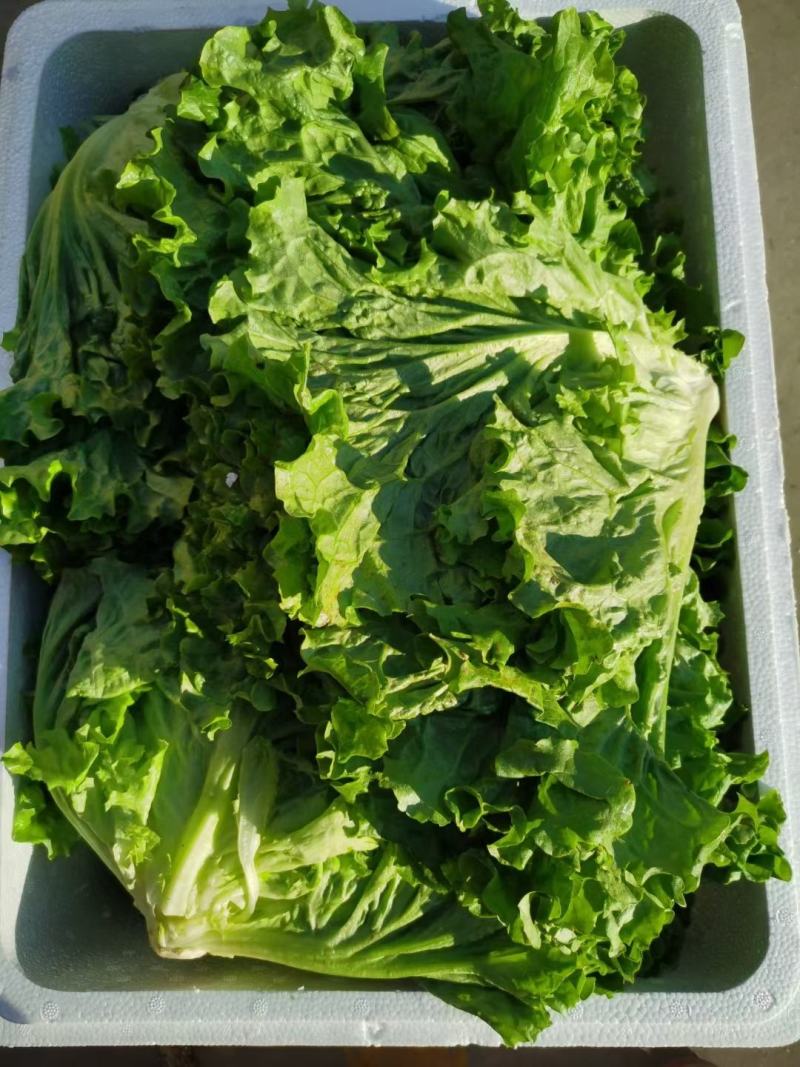 精品散叶花叶生菜产地河北大叶生菜花叶质量保证可商超对接