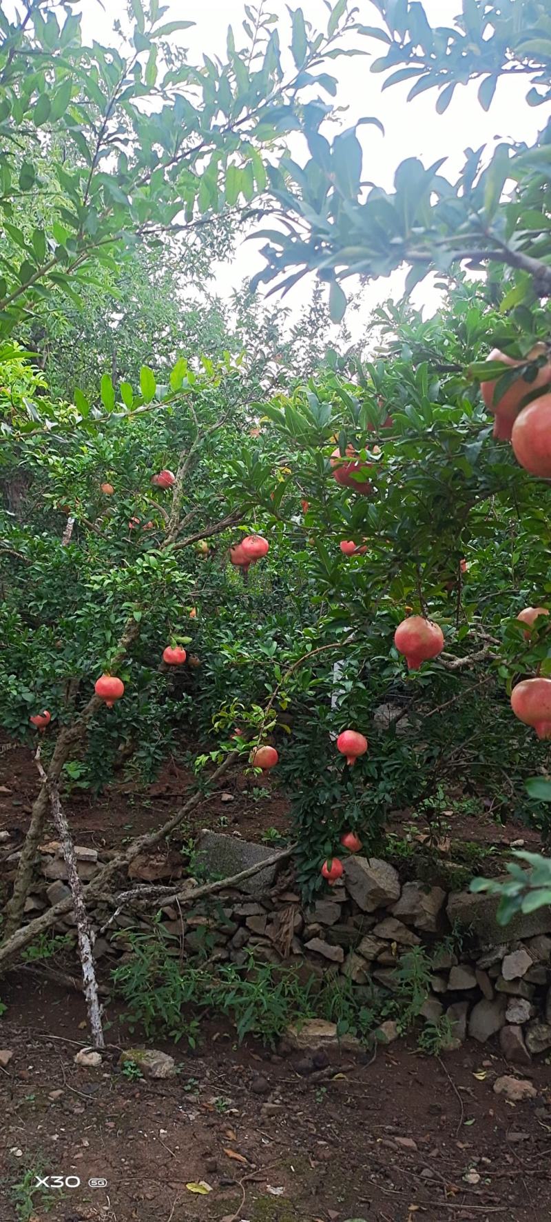 大红袍石榴树，庭院造型树。