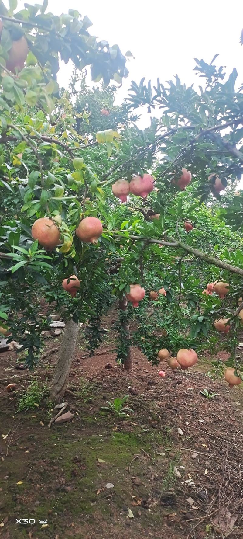 大红袍石榴树，庭院造型树。