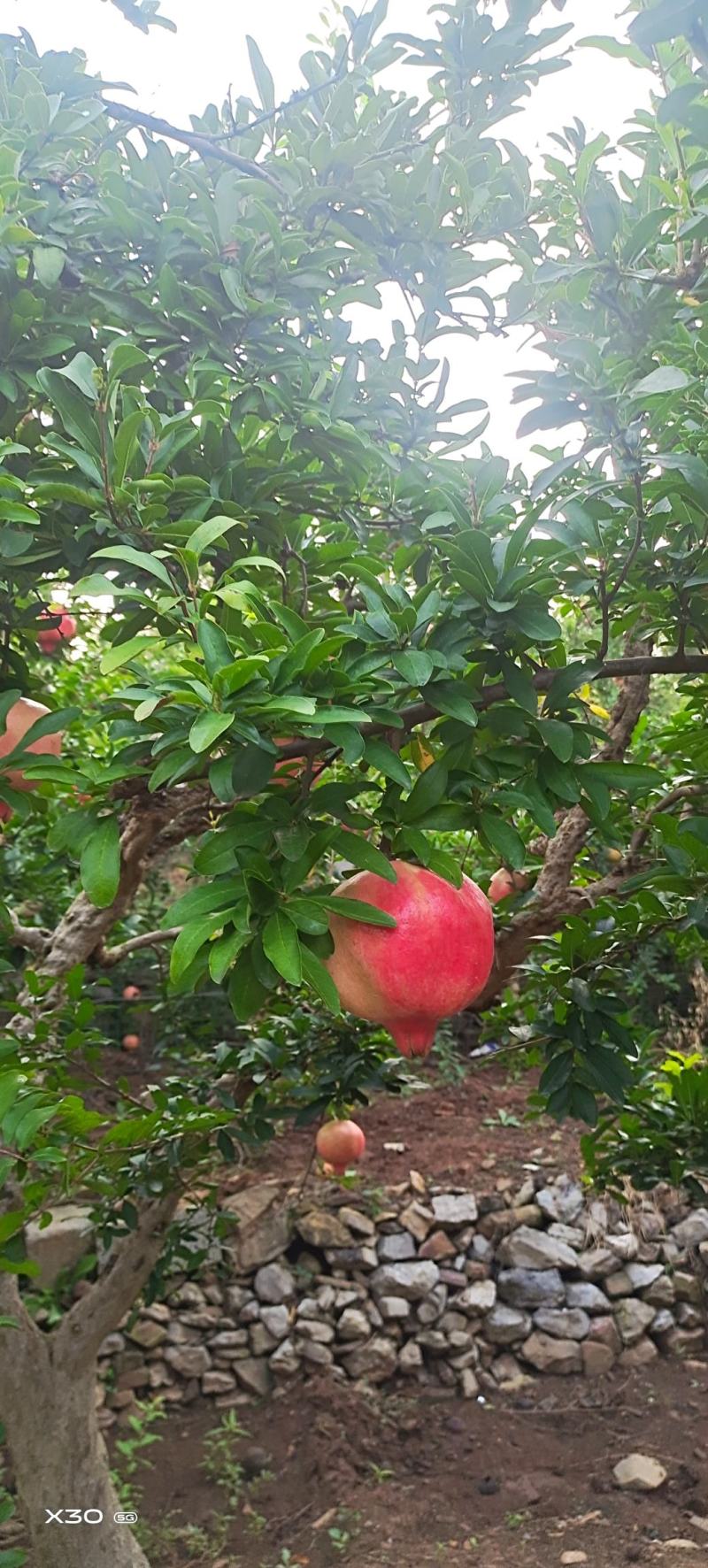 大红袍石榴树，庭院造型树。