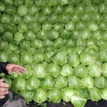 山东优质牛心橄榄产地批发，诚信经营价格可谈