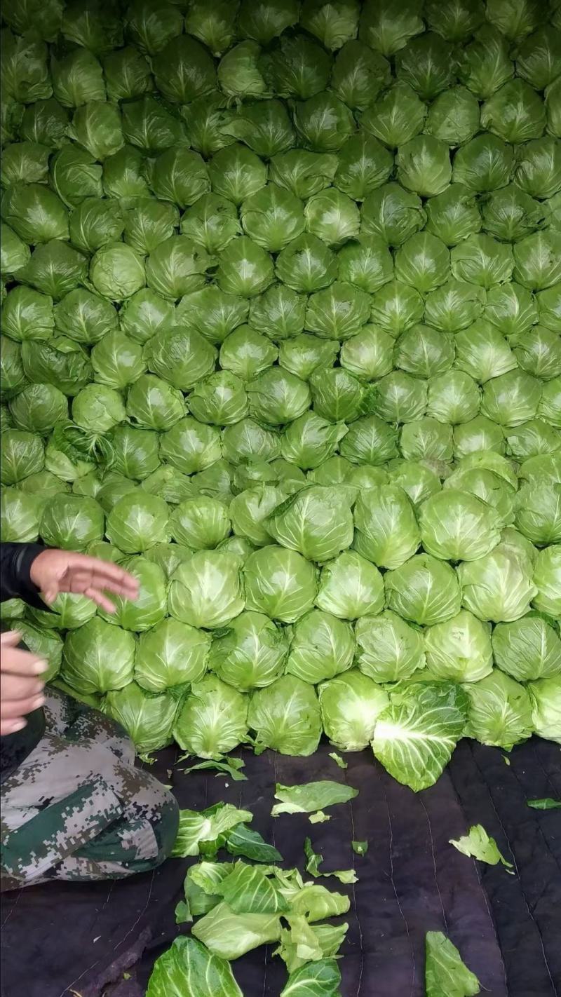 山东优质牛心橄榄产地批发，诚信经营价格可谈