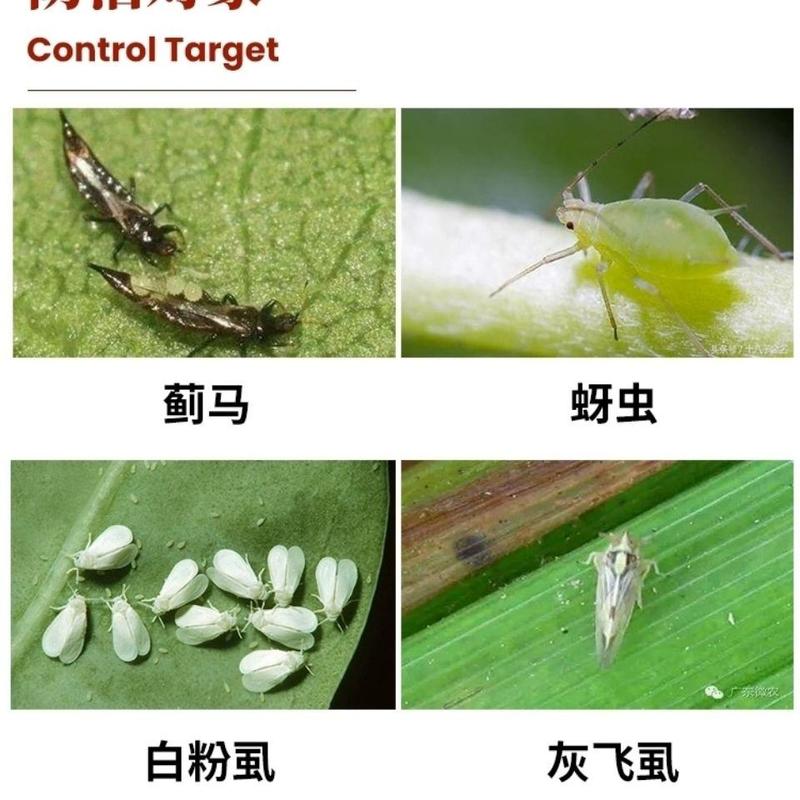 永济介锉0.5%苦参碱蚜虫茶小绿叶蝉菜青虫白粉虱有机生物