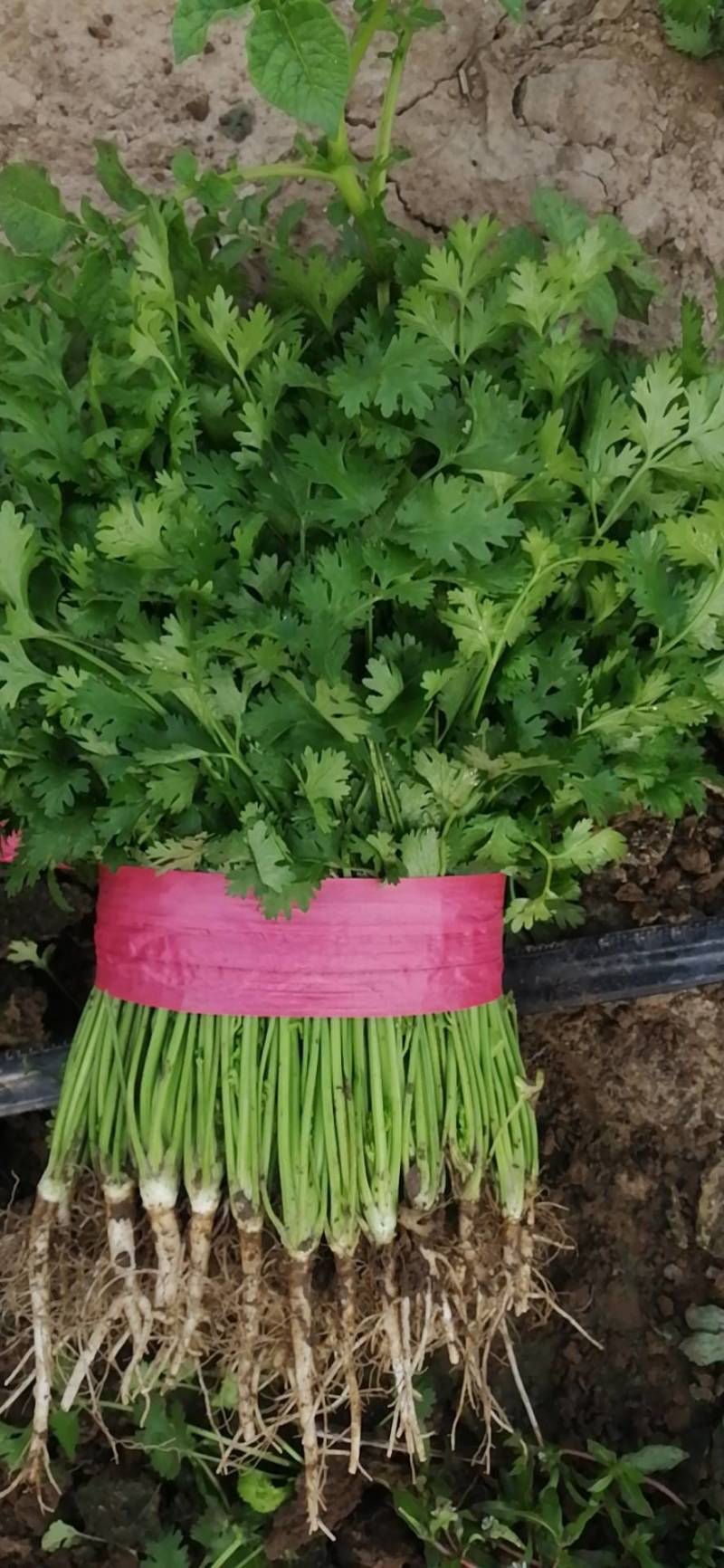 精品大棚优质铁杆小叶鲜香菜热销中