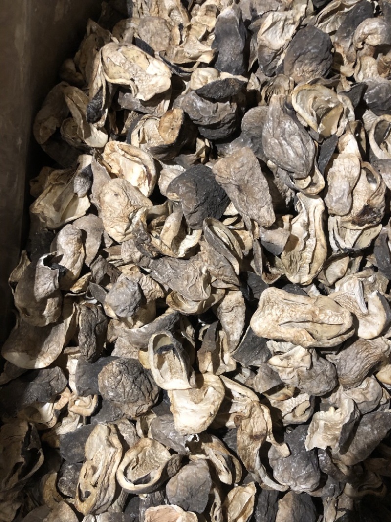 特级草菇5~6cm以上精品好货多种等级规格