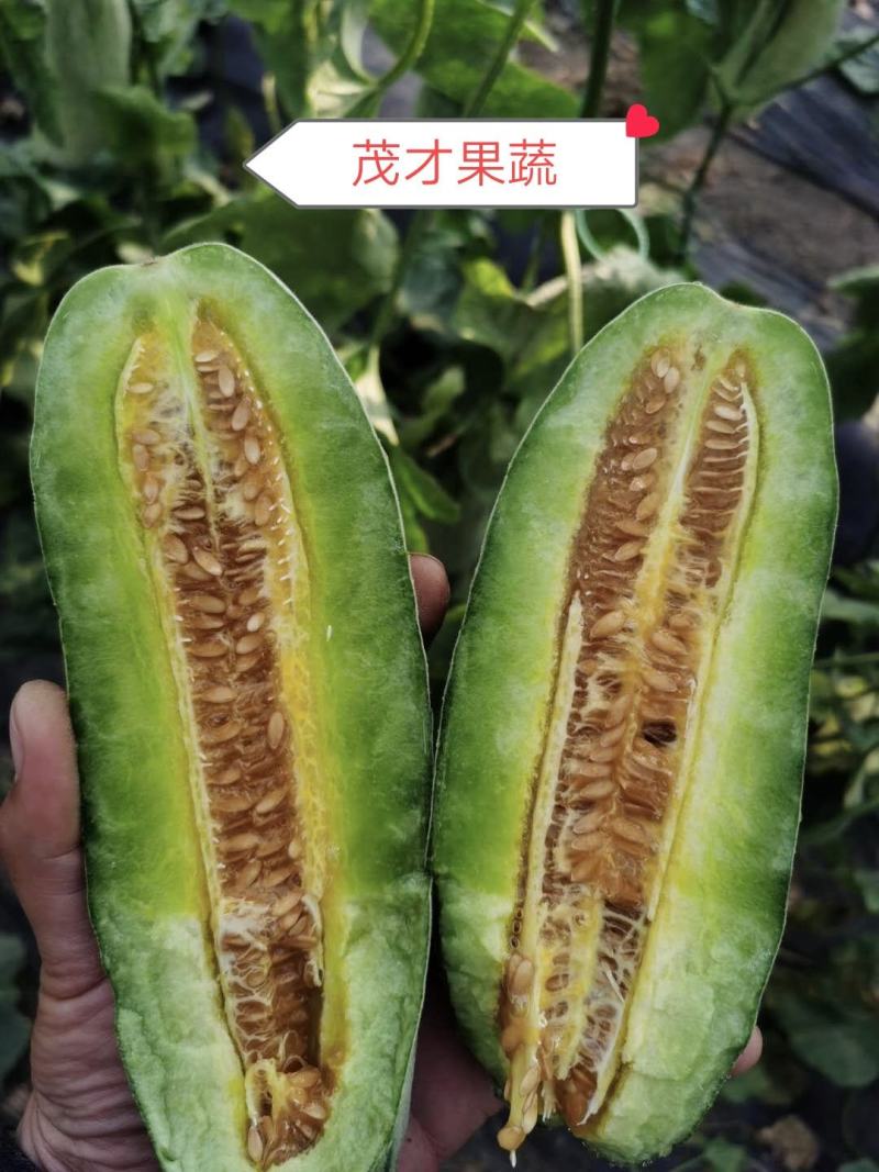 甜瓜博洋甜瓜博洋9博洋91甜瓜羊角蜜大量上市，质优量足