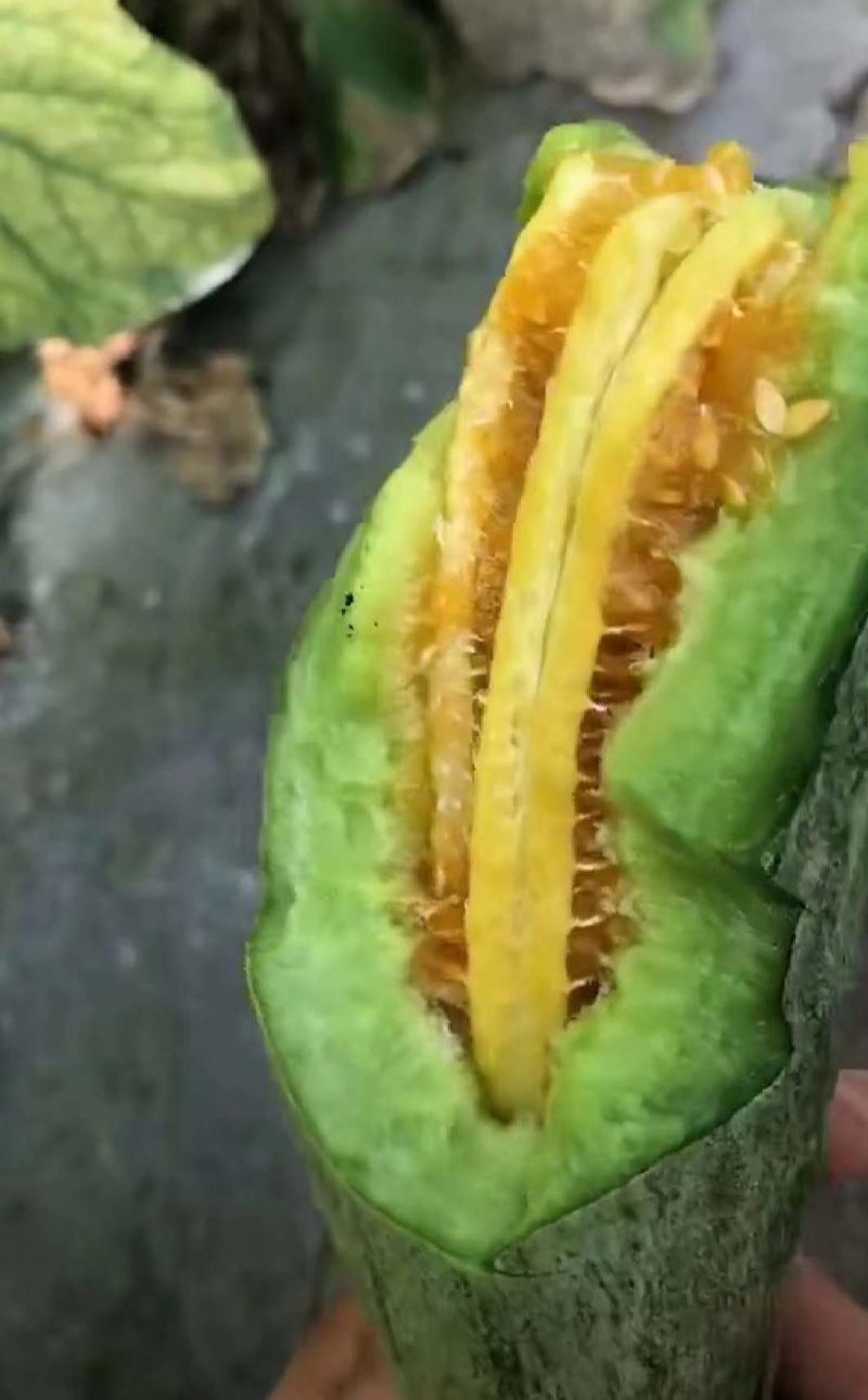 甜瓜博洋甜瓜博洋9博洋91甜瓜羊角蜜大量上市，质优量足