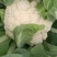 白花菜，松花，花椰菜，实心