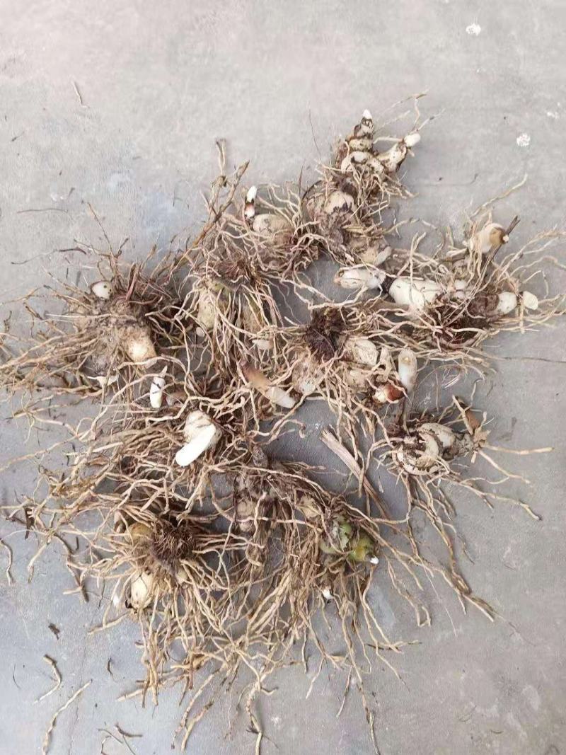 白芨批发量大从优精品之选一手货源保障