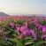 白芨批发量大从优精品之选一手货源保障