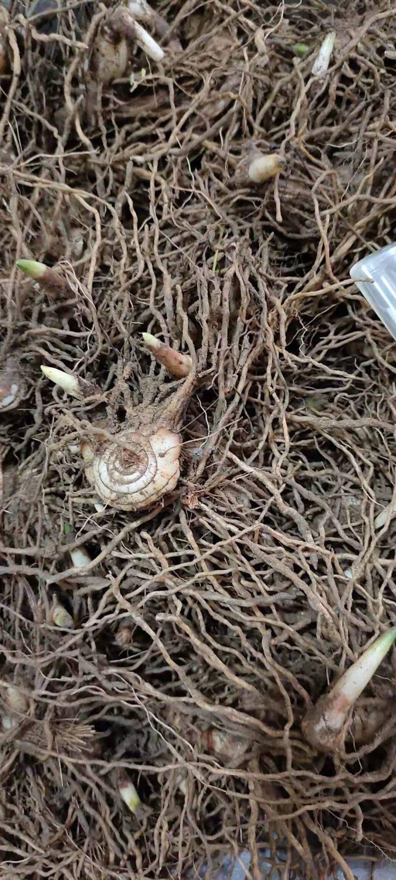 白芨批发量大从优精品之选一手货源保障