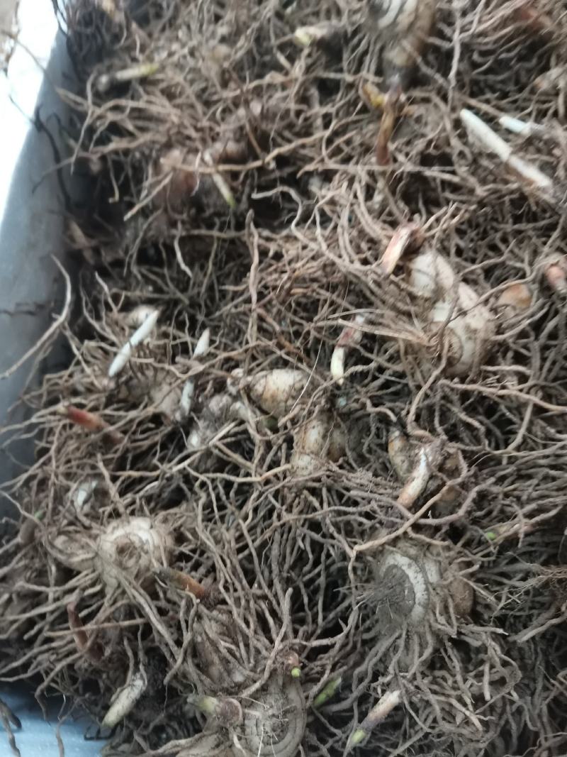 白芨批发量大从优精品之选一手货源保障