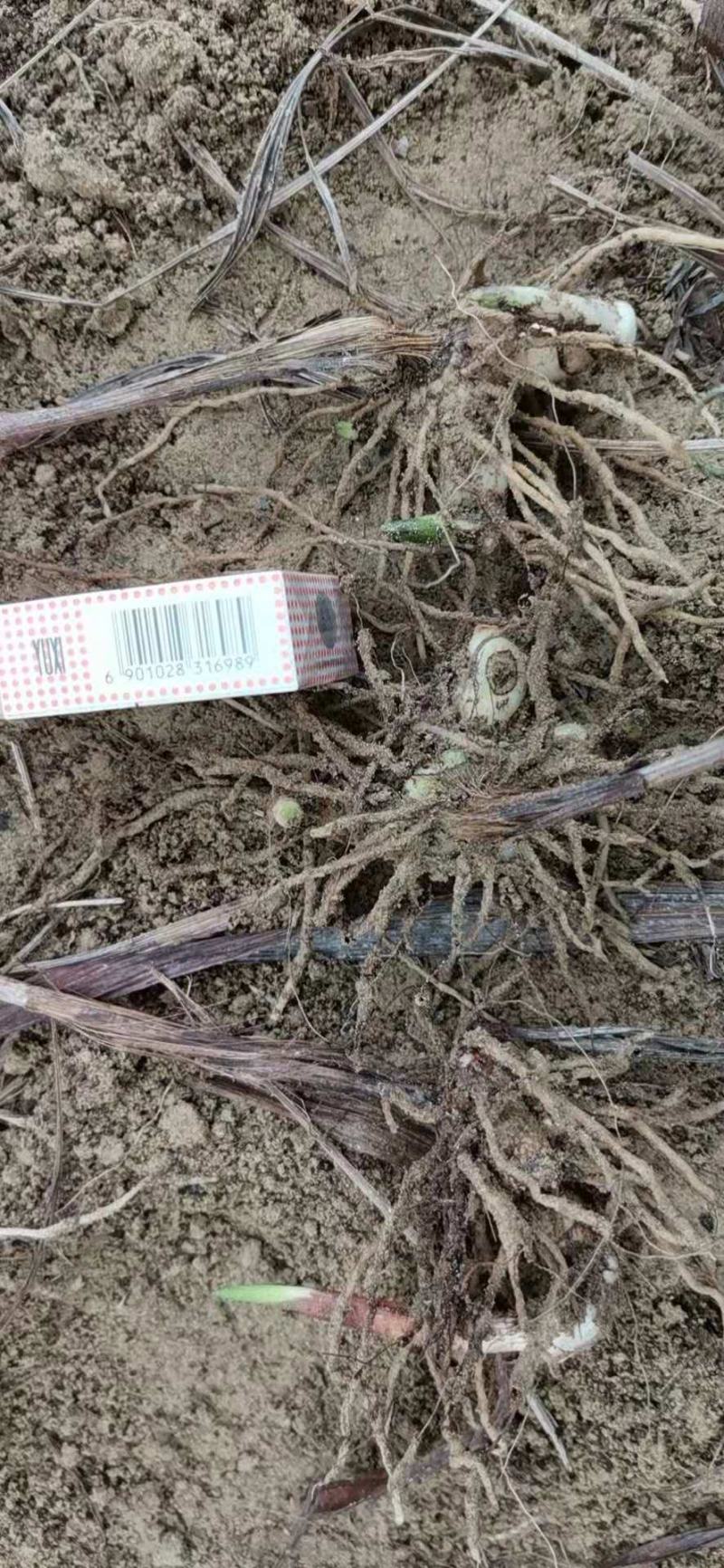 白芨批发量大从优精品之选一手货源保障