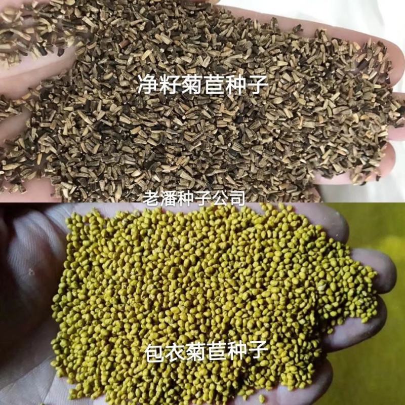 菊苣种子大青叶多年生长植被禽类，鱼类专用