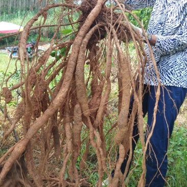 中药根茎类牛大力，五指毛桃
