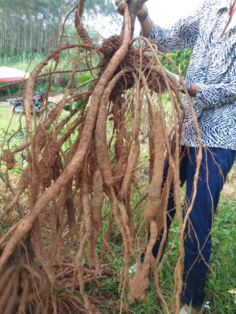 中药根茎类牛大力，五指毛桃
