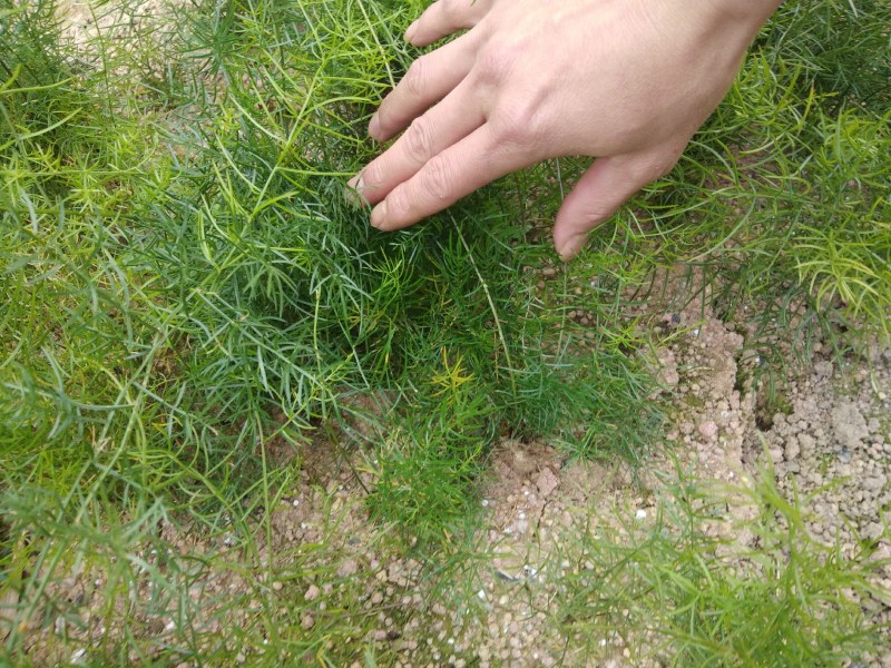 长期出销优质天冬苗！
