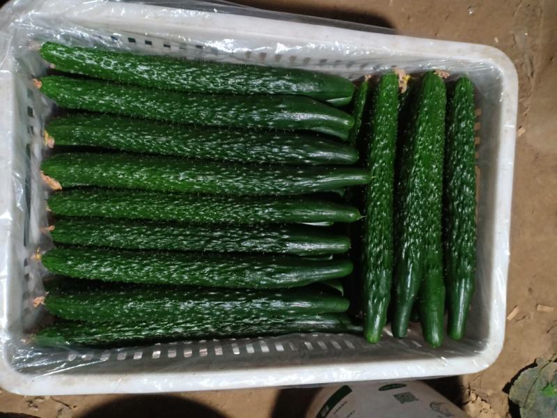 精品油亮条黄瓜大量上市中。。。。。。。。。。。