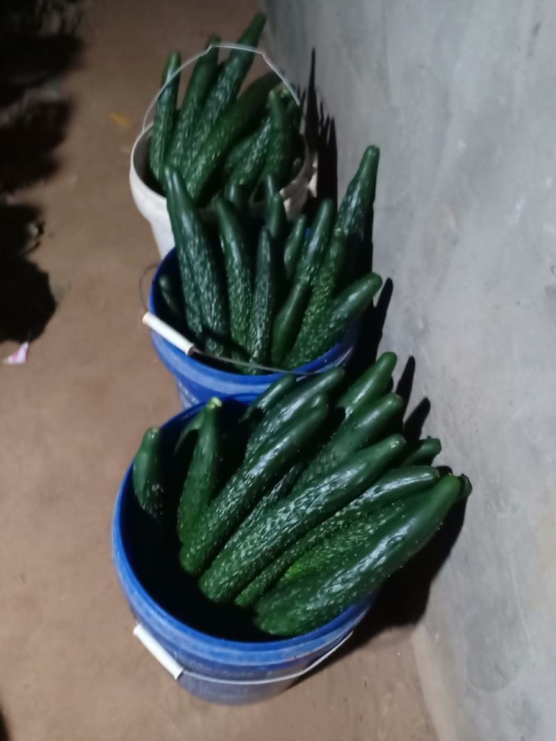 精品油亮条黄瓜大量上市中。。。。。。。。。。。