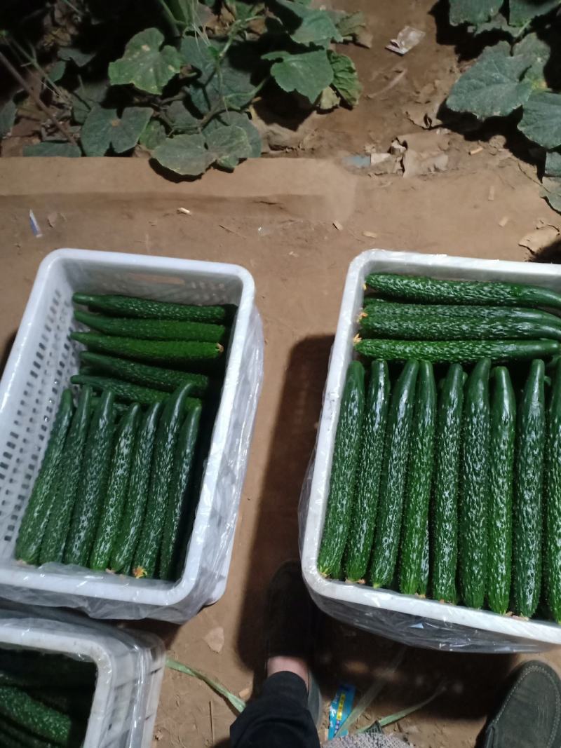 精品油亮条黄瓜大量上市中。。。。。。。。。。。