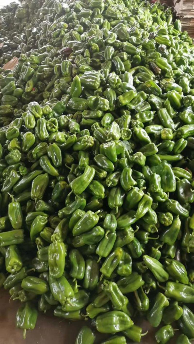 青椒（太空椒）辽宁精品太空椒大量上市一手货源保证新鲜