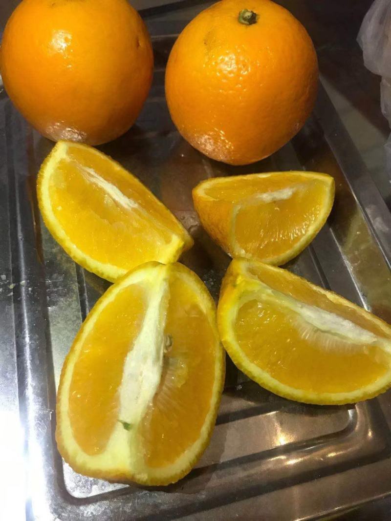 冰糖橙云南省西双版纳傣族自治州