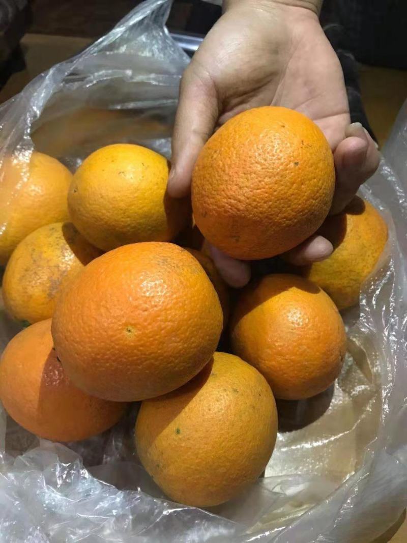冰糖橙云南省西双版纳傣族自治州