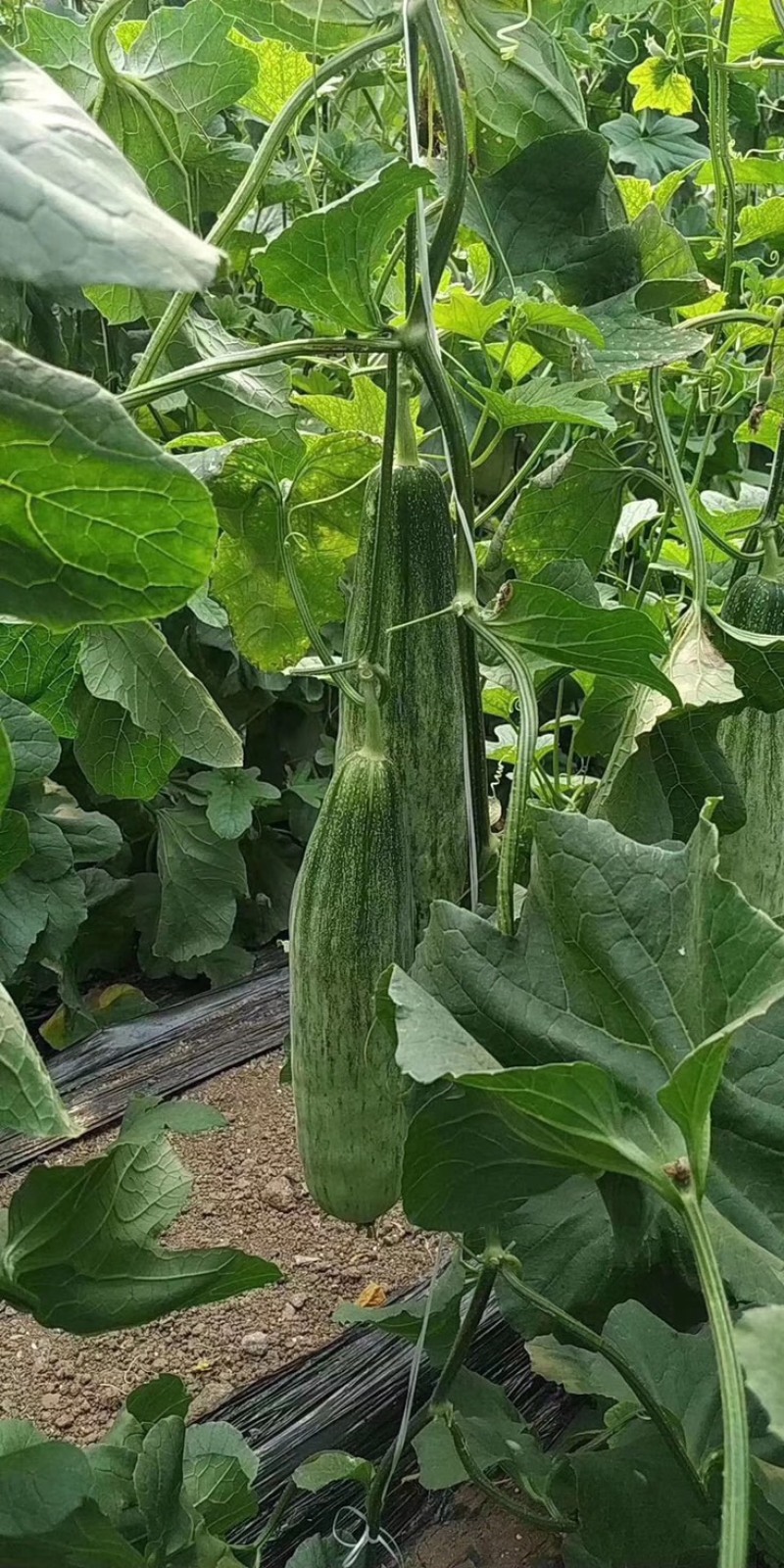 羊角蜜开始啦，诚信代办