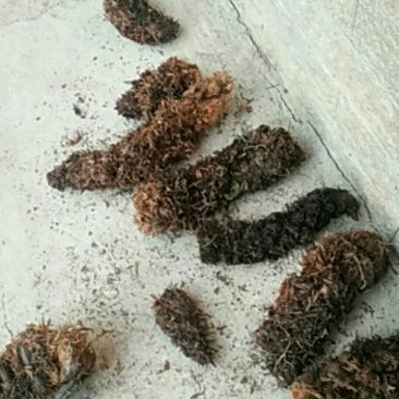野生狗脊大量出货，有需要的看过来