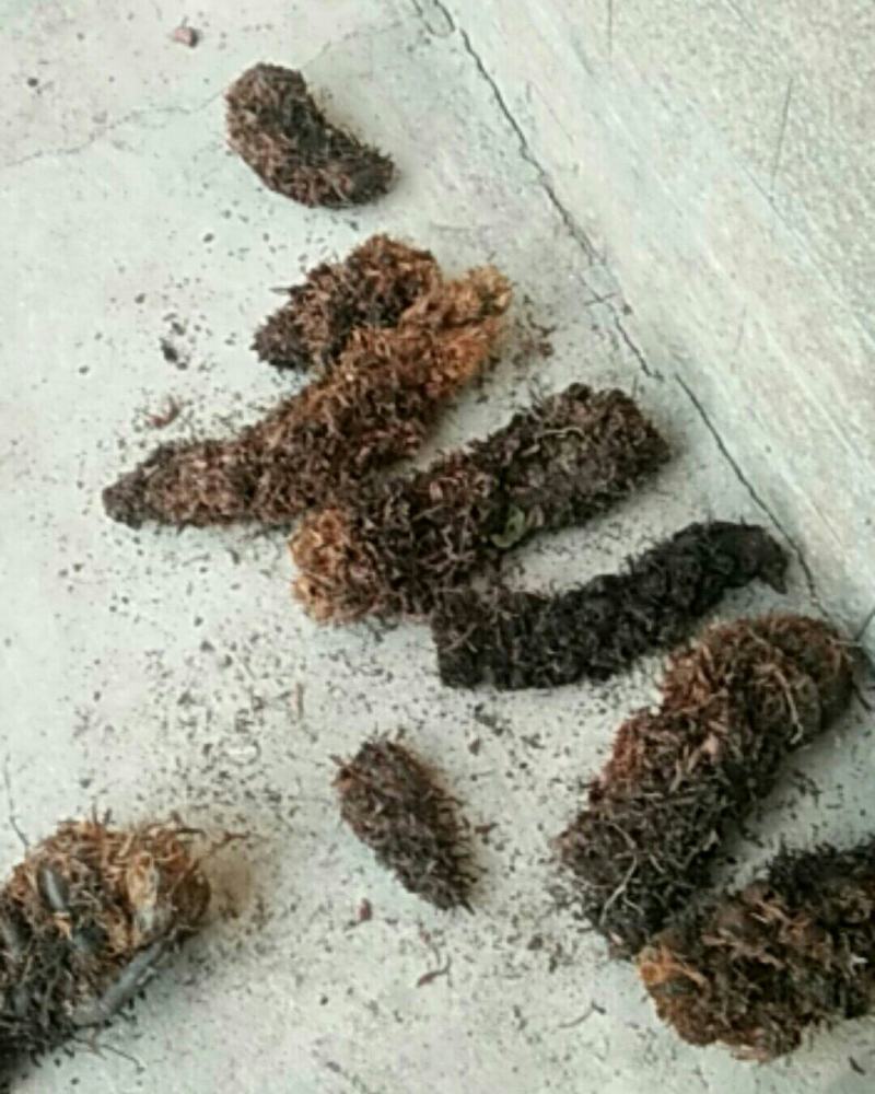 野生狗脊大量出货，有需要的看过来
