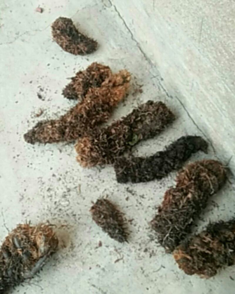 野生狗脊大量出货，有需要的看过来