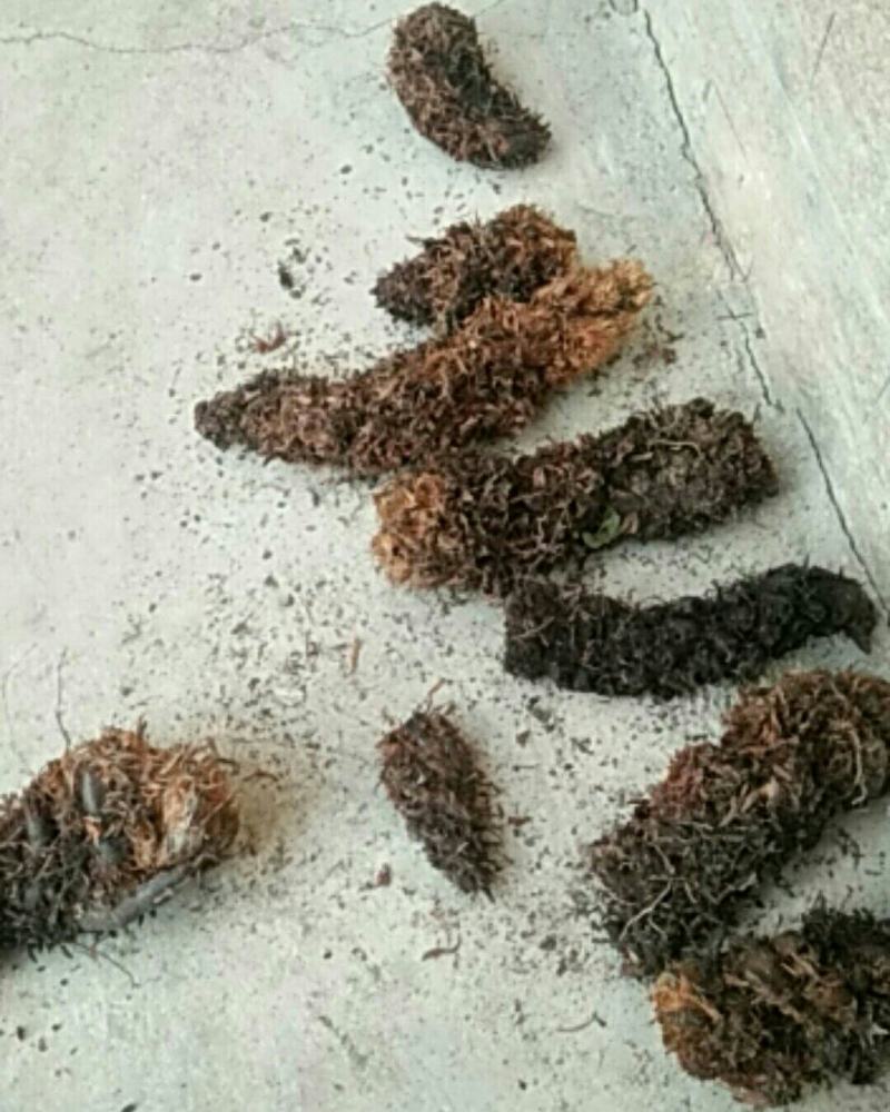 野生狗脊大量出货，有需要的看过来