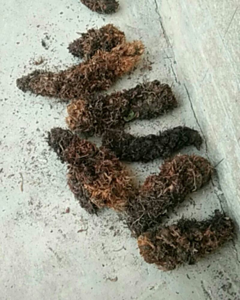 野生狗脊大量出货，有需要的看过来