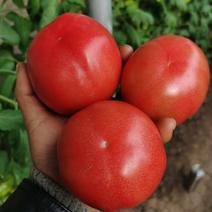 安徽普罗旺斯西红柿电商社区团购商超一件