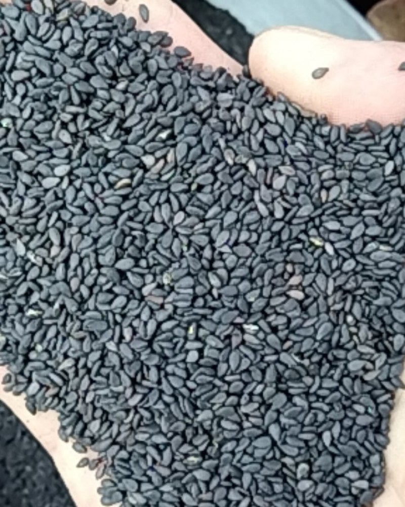 黑芝麻，常年批发供应各种规格药食同源黑芝麻，量大从优